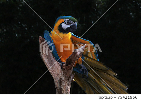 ルリコンゴウインコ 75421966