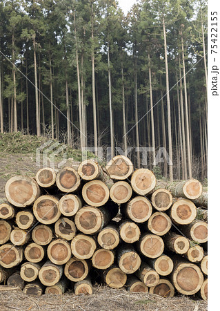 森林伐採 山を切り開くイメージ 積み上げられた木 森林伐採 山を切り開くイメージ 積み上げられた木 75422155