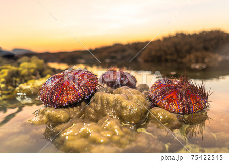 Red sea urchins on coral reef during sunrise. 75422545