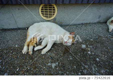 猫昼寝 猫昼寝 75422616