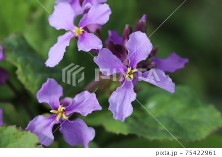 早春の庭に咲くムラサキハナナ(オオアラセイトウ)の花 早春の庭に咲くムラサキハナナ(オオアラセイトウ)の花 75422961