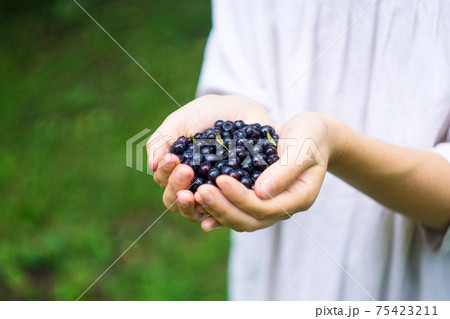 A handful of ripe forest blueberries (bilberry, whortleberry, blaeberry, huckleberry) in the hands of a young woman or girl 75423211