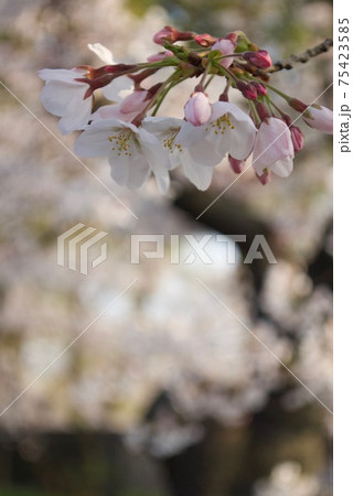 サクラの花びら 75423585