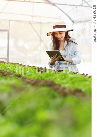 Smart young asian farmer  using tablet to check quality and quantity of organic hydroponic vegetable garden at greenhouse 75423619