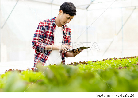 Smart young asian farmer  using tablet to check quality and quantity of organic hydroponic vegetable garden at greenhouse 75423624
