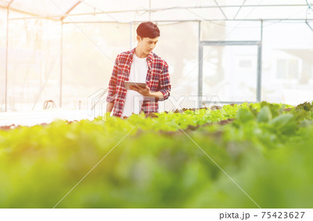 Smart young asian farmer  using tablet to check quality and quantity of organic hydroponic vegetable garden at greenhouse 75423627
