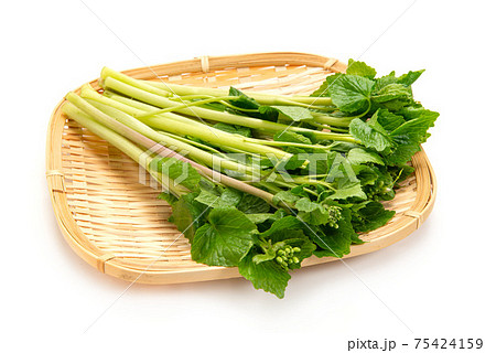 花わさび 75424159