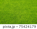 ベルベットのような緑が美しい初夏の田んぼ 75424179