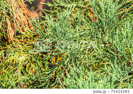 Close-up of beautiful green leaves of Giant Sequoiadendron or giant sequoia or giant red tree 75424265