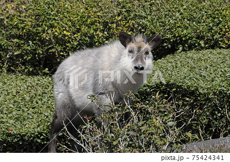 ニホンカモシカ 75424341
