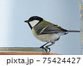 シジュウカラ シジュウカラ 75424427