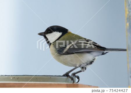 シジュウカラ シジュウカラ 75424427
