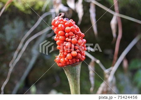 マムシグサ トウモロコシによく似た外見の赤い熟した実の写真素材
