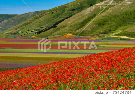 Lentil flowering with poppies and cornflowers in Castelluccio di Norcia, Italy 75424734