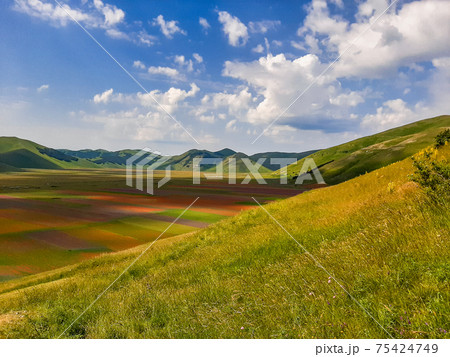 Lentil flowering with poppies and cornflowers in Castelluccio di Norcia, Italy 75424749
