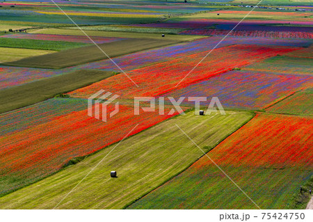 Lentil flowering with poppies and cornflowers in Castelluccio di Norcia, Italy Lentil flowering with poppies and cornflowers in Castelluccio di Norcia, Italy 75424750