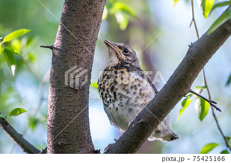 A fieldfare chick, Turdus pilaris, has left the nest and is sitting on a branch. A chick of fieldfare sitting and waiting for a parent on a branch. 75425166