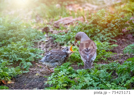 Thrush fieldfare, Turdus pylaris, feeds the chick with earthworms on the ground. An adult chick left the nest but his parents continue to take care of him. 75425171