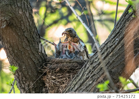 Thrush fieldfare feeding chicks with earthworms. Thrush, Turdus pilaris, with new born babies in the nest. 75425172