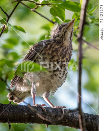 A fieldfare chick, Turdus pilaris, has left the nest and is sitting on a branch. A chick of fieldfare sitting and waiting for a parent on a branch. A fieldfare chick, Turdus pilaris, has left the nest and is sitting on a branch. A chick of fieldfare sitting and waiting for a parent on a branch. 75425173