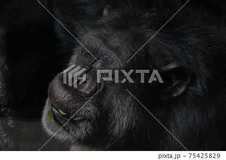 のんびり日向でくつろぐチンパンジー 75425829