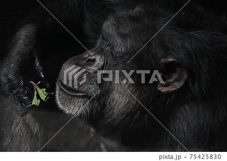 のんびり日向でくつろぐチンパンジー 75425830