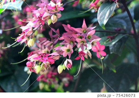 ベニゲンペイカズラ ピンクの花 ベニゲンペイカズラ ピンクの花 75426073