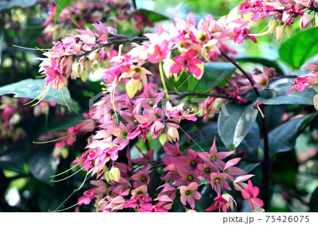 ベニゲンペイカズラ ピンクの花 75426075