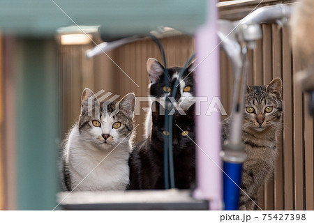 注目! 猫たちに見られて 注目! 猫たちに見られて 75427398