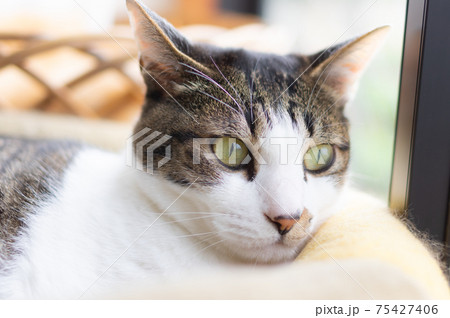 カワイイ猫ちゃん キジトラ猫 カワイイ猫ちゃん キジトラ猫 75427406