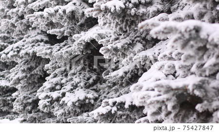 fluffy ate in the snow on a winter day 75427847