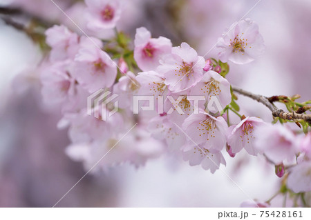 桜のアップ 75428161