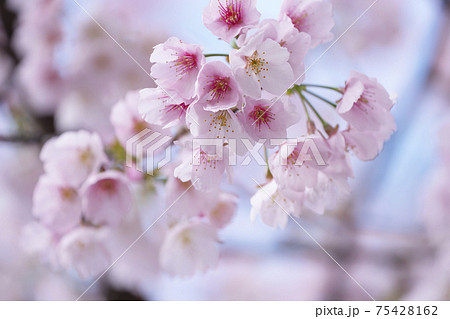 桜のアップ 75428162