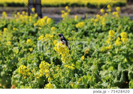 羽の白い斑がオシャレなジョウビタキ 羽の白い斑がオシャレなジョウビタキ 75428420