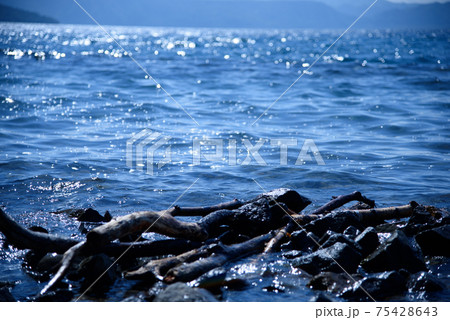 支笏湖の流木の写真素材 [75428643] - PIXTA