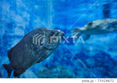 海水魚クエ 75428672