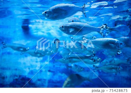 ギンユゴイ 75428675