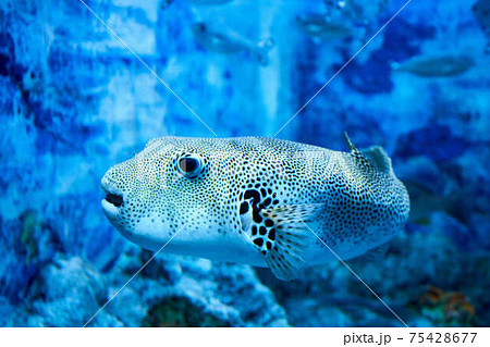 モヨウフグ 75428677