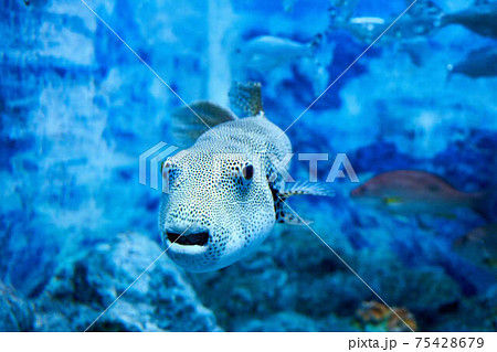 ふぐ 75428679