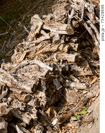 キャンプ(まき) 75428696