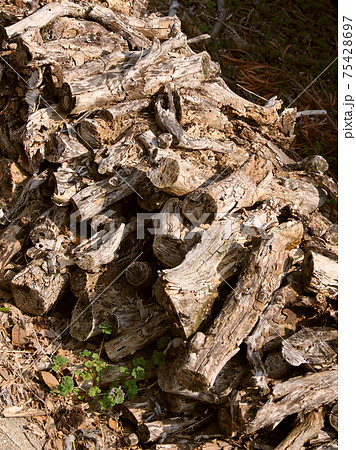 キャンプ(まき) 75428697