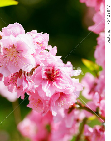 花桃（ハナモモ）（縁起物） 75428847