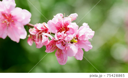 花桃(ハナモモ)(縁起物) 花桃(ハナモモ)(縁起物) 75428865