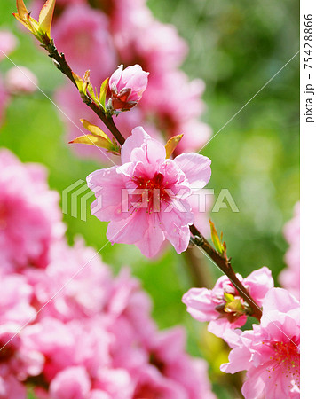 花桃 ハナモモ 縁起物 の写真素材