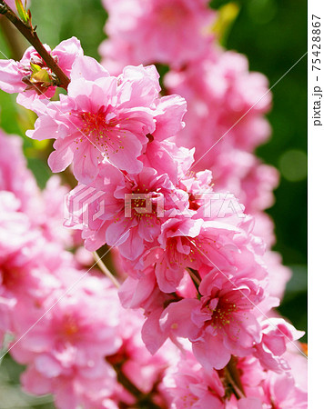 花桃(ハナモモ)(縁起物) 花桃(ハナモモ)(縁起物) 75428867