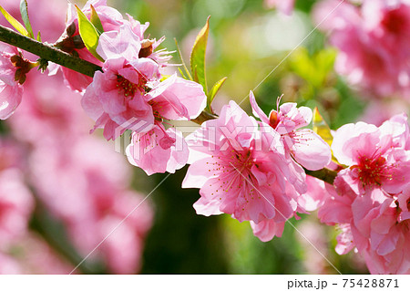 花桃(ハナモモ)(縁起物) 花桃(ハナモモ)(縁起物) 75428871