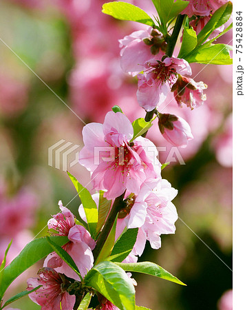 花桃(ハナモモ)(縁起物) 花桃(ハナモモ)(縁起物) 75428884