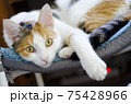A domestic tricolor cat lies on a chair.  75428966