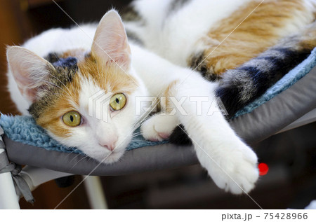 A domestic tricolor cat lies on a chair.  75428966