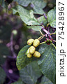 Alder cones close-up. Plants of Siberia, nature  75428967
